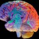 L&rsquo;apport des sciences cognitives en éducation