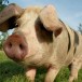 Balance Ton Porc – La castration du mâle blanc