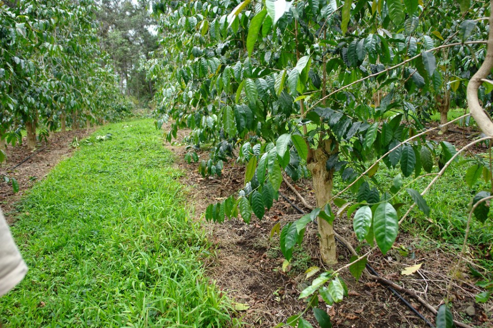 glyphosate