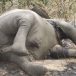 Laurel et Hardy ou le cimetière des éléphants valaisans