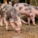 Bretagne. Après l’annulation sous menace communiste à Treffendel, une « Fête du cochon » aura bien lieu dans un endroit tenu secret
